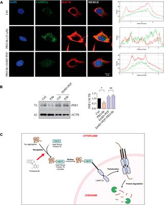 Bromo-protopine, a novel protopine derivative, alleviates tau pathology by activating chaperone-mediated autophagy for Alzheimer’s disease therapy